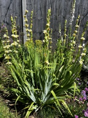 Plant ID please