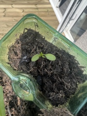 Seedling ID help!