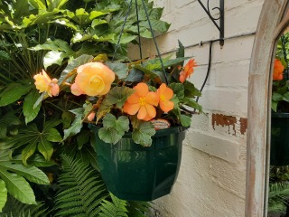 Why do my hanging baskets or pots always look so shit?