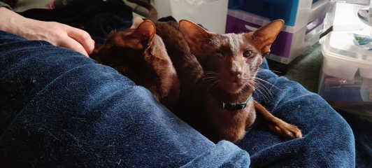 We rescued these girls yesterday!