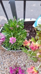 Why are My flowers dying