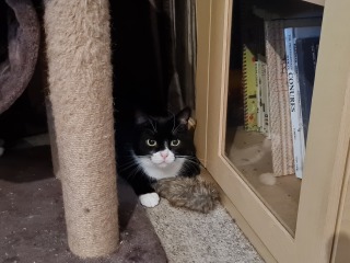 Machiavellian Misbehaviour- the Excellent Cats Deny Everything