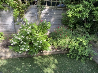 How to tame my border? (Pics)