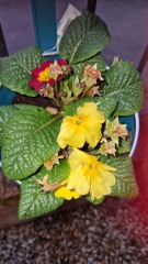 Why are My flowers dying