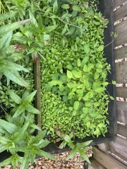 How much of this is weeds?