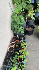 The Vegetable Patch 2024/2025