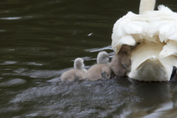 Thread 47 Sunak : The Ship of Fools sails on