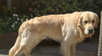 Sense check: dogs weight