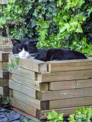 Machiavellian Misbehaviour- the Excellent Cats Deny Everything