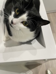 Cat scrabbling at bathroom door