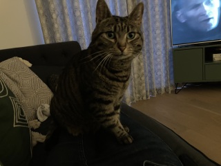 Our rescue boy…