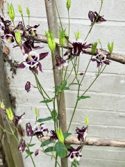 What's in flower in your garden right now?