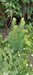 Is this the dreaded mare's tail?