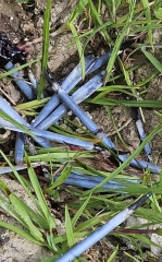 Weird blue objects. Can anyone identify them please