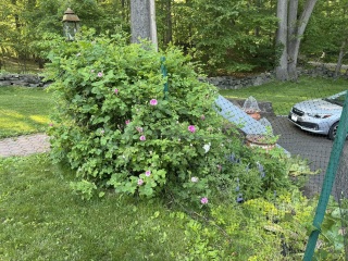 Come and tell me your dull and unexciting news 30: Calmly through the day