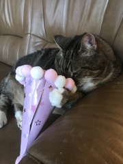 Machiavellian Misbehaviour- the Excellent Cats Deny Everything