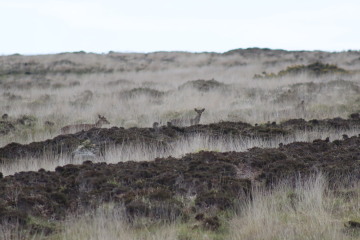 Come chat hiking with me!