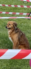 What breed is this dog?!