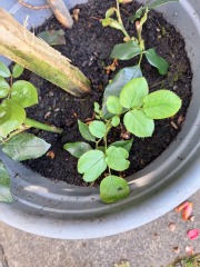 When to uncover rose cuttings?