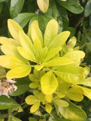 Does anyone know what this bush is?