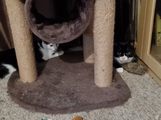 Machiavellian Misbehaviour- the Excellent Cats Deny Everything