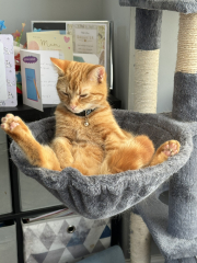 Machiavellian Misbehaviour- the Excellent Cats Deny Everything