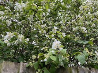 What are these small fragrant white flowers?