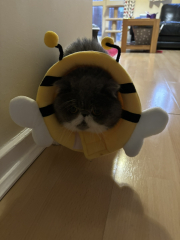 Inflatable / padded post-op collars......