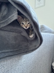 Kittens will only go to the toilet when I am here