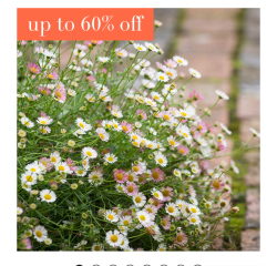 What can I grow in these tiny little metal container pots?