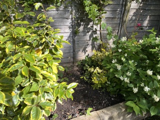 How to tame my border? (Pics)