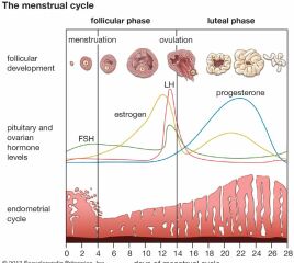 TTC after chemical pregnancy