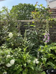 What's in flower in your garden right now?