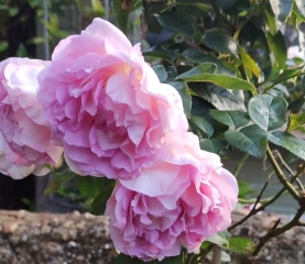 Any idea about this rose?