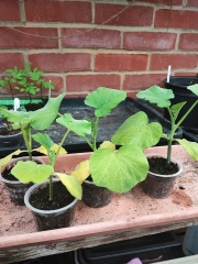 The Vegetable Patch 2024/2025