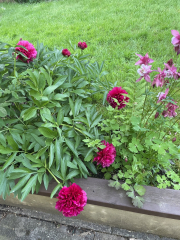 Peony Advice