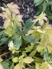 Hellebore spots?!
