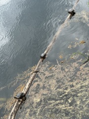 Come and tell me your dull and unexciting news 29: Calmly through the day