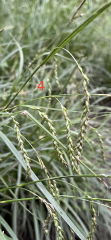 Help identify these grasses (pics)