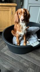 Puppy Survival Thread for New and Old Pups - Spring is around the corner!