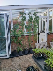The Vegetable Patch 2024/2025