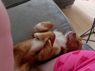 Puppy Survival Thread for New and Old Pups - Spring is around the corner!