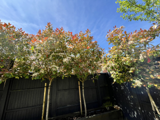 Privacy trees for very small garden