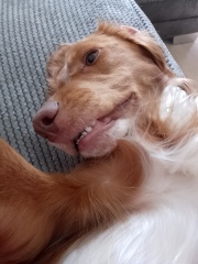 Puppy Survival Thread for New and Old Pups - Spring is around the corner!