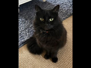 Thread 46 Sunak - don't rain on our parade