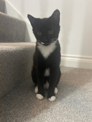 Kittens just been spayed is this normal?