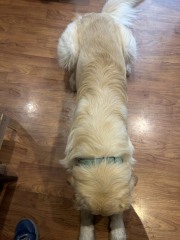 Sense check: dogs weight