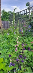 What's in flower in your garden right now?