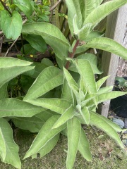 Mystery plant - help please!