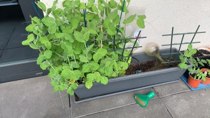 The Vegetable Patch 2024/2025
